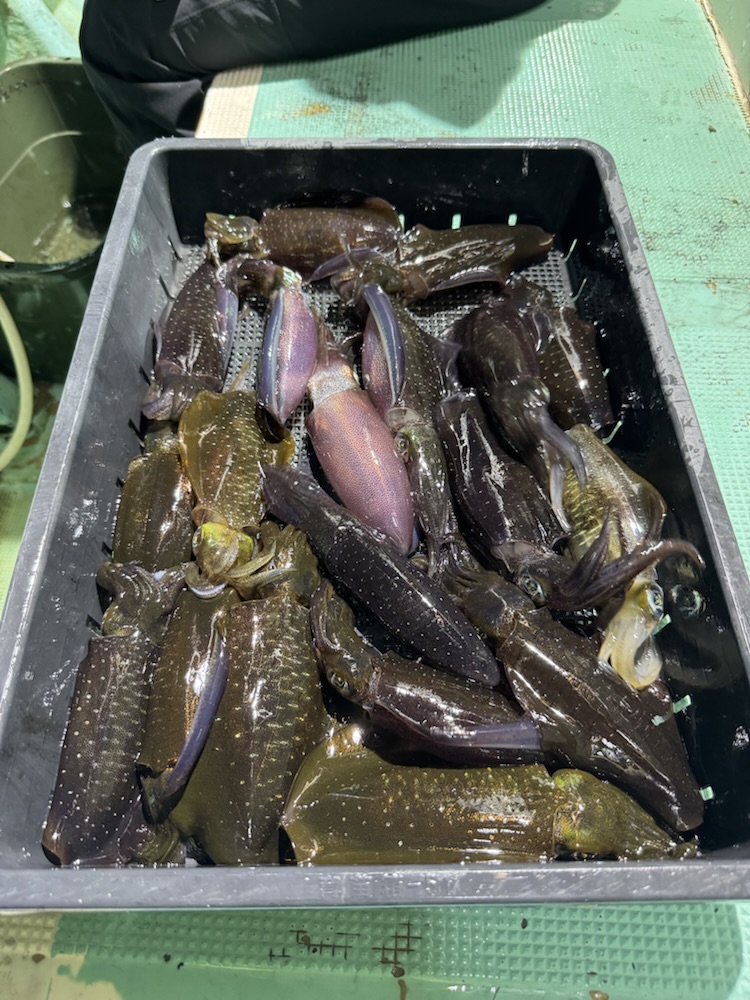 えびすや釣具店・謙信丸 | 新潟 直江津港 釣船 真鯛 ヒラメ 初心者歓迎